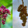 6 Manfaat Anggur Hutan Untuk Kesehatan, Bikin Awet Muda