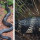 Berburu Pinggir Sungai, King Kobra Besar Ini Akhirnya Dapat Memangsa Biawak