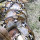 Luar Biasa, Lilitan Maut Ular Piton Ini Bikin King Kobra Lemas