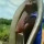 Video Pria Buang King Kobra Besar ke Sungai, Berani Banget