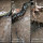 Para Pemburu Ini Belek Perut Anaconda Besar untuk Keluarkan Anjing yang Sudah Ditelan