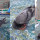 Video Burung Merpati Sujud Di Masjidil Haram Ini Viral