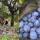 Cewek Ini Temukan Buah Mirip Anggur Hutan Masak di Pohon, Sangat Melimpah