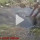 Viral Video Akar Garuda Sanjeevani Jumbo Berenang Melawan Derasnya Arus Sungai