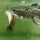 Video Keganasan Ikan Toman Saat Makan, Gigi Runcing Terlihat Mengerikan