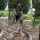 Bikin Kaget, King Kobra Raksasa Ini Patuk Kamera Saat Diangkat Pawang