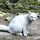 Kisah Kucing Putih Selamat dari Awan Panas Semeru & Perkutut Mati Mengerut di Sangkar