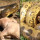 Anaconda Besar Belit Lalu Telan Seekor Babi Ini Sungguh Mengerikan