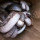 4 Pria Ini Temukan Puluhan Ular Kobra di Gundukan Tanah, Bikin Ngeri