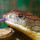 Penjelasan Ilmiah Kenapa Ular Kobra Memiliki Pengelihatan Tajam