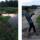 Mancing Ikan Di Sungai Dekat Kebun Sawit, Pemuda Malah Strike Buaya