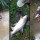 Mancing di Sungai, Pria Ini Strike Ikan Semah Babon yang Mahal di Pasar Ekspor