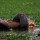 Mengerikan, Ular Anaconda Raksasa Ini Telan Bulat-bulat Kapibara Besar