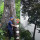 Viral Video Penampakan Pohon Durian Raksasa Berusia 150 Tahun, Wow