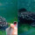 Video Ikan Toman Marah Saat Melihat Dirinya Sendiri di Cermin, Ganas Banget