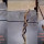 Viral Video Akar Garuda Sanjeevani Bisa Mematahkan Sebatang Besi