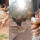 Ayam Naga Alias Ayam Kaki Gajah Ini Salah Satu Termahal Di Dunia, Ukuran Cekernya Jumbo