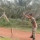 Video Tentara Tangkap Ular King Kobra dengan Tangan Kosong, Mudah Banget