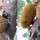 Aneh Tapi Nyata, Video Penampakan Pohon Nangka Berbuah Durian