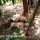 Kena Jerat, 3 Harimau Sumatra Ditemukan mati di Kawasan Hutan Aceh Selatan
