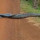 Anaconda Jumbo Ini Diikuti Beberapa Anaconda yang lebih Kecil Saat Melitasi Jalan