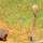 Momen Mongoose Kabur Ketika Berhadapan dengan King Kobra