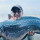 Strike Ikan Toman Babon Super Besar Di Danau, Angler Bikin Salut Karena Dirilis Lagi