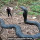 Dokter Ini Beberkan King Kobra Raksasa Sepanjang 17 Meter yang Disimpan LIPI