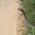 Detik-detik Pengemudi Truk Dihadang King Kobra Saat Melintas di Kebun Sawit, Menegangkan
