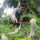 Pemuda Tangkap Kobra Putih & Kuning di Kebun Sawit, Pakai Faceshield Agar Tak Disembur