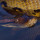Fakta Mengejutkan, Ternyata Anaconda Saling Memangsa saat Musim Kawin