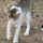 Luar Biasa, Teknik Kucing Kalahkan Ular Kobra Bikin Tak Percaya