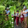 Pria Panen Anggur Hutan Melimpah, Anak-anak Sekolah Dapat Bagian Gratis