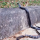 Detik-detik King Kobra Kabur Saat Menghadapi Ular Welang