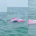 Lumba-Lumba Berwarna Pink Berenang Di Laut Bebas Beserta Kawanannya Ini Viral