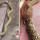 Ular King Kobra Ini Makan Ular Piton dengan Lahap, Kameraman Nyalinya Besar