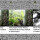 Video Musa Ingens, Pohon Pisang Terbesar Di Dunia yang Tumbuh di Tanah Papua
