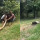 Penyelamatan Anjing yang Dililit Anaconda Besar di Pinggir Sungai Ini Dramatis
