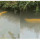 Ikan Arwana Kuning Berenang di Sungai Kecil Ini Viral, Warganet Sebut Fortuner Lewat