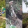 Warga Darmasraya Tangkap Piton dengan Perut Sebesar Pohon Kelapa di Hutan Ini Mengerikan