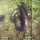 Didekati Manusia, Anaconda Besar Ini Bisa Langsung Masuk ke Tanah Bak Seekor Belut