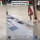 Jalan Raya Banjir, Wanita Ini Tangkap Ikan Lele Besar Modal Batu