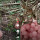 Video Pria Temukan Buah Anggur Hutan Pink yang Langka, Rezeki Nomplok