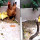 Perjuangan Induk Ayam Lindungi Anaknya dari Ancaman Dimangsa Ular