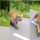 Naik Motor Lewat Tengah Hutan, Dua Pria Ini Dikejar Harimau