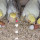 Video Sepasang Burung Beo Falk Bantu Anaknya Keluar dari Cangkang Telur, Salut