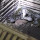 Video Evakuasi Ulat Piton Besar di Kandang Milik Warga, Habis Telan 2 Ekor Ayam