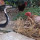 Pertarungan Sengit King Kobra Melawan Induk Ayam yang Lindungi Anaknya
