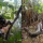 Fotografer Ini Temukan Beberapa Anaconda Saling Belit di Hutan, Ternyata Sedang Kawin