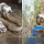 Kobra Besar Ini Gigit Anak Anjing, Induknya Tak Berani Menyelamatkan